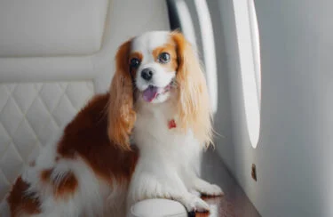 Jet Charter A Cavalier King Charles Spaniel with long, white and brown fur is seated by a window on a white quilted leather seat, looking out with its tongue out and eyes wide open. The bright light through the window suggests it is daytime—a perfect scene for those considering travel with animals. Jetvia