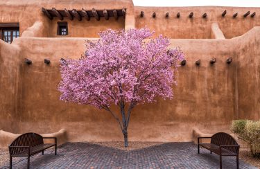 Jet Charter Santa Fe A blooming pink cherry blossom tree stands centered against a Santa Fe-style adobe wall with wooden beams at the top. Flanking the tree are two brown wooden benches on a pathway made of patterned stone tiles. Sparse greenery can be seen on the right. Jetvia