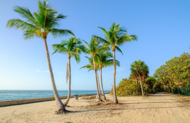 Jet Charter A serene Key West beach scene featuring six tall palm trees with lush fronds, positioned alongside a sandy path. The calm blue sea stretches to the horizon on the left side, with a clear sky overhead and greenery lining the path on the right. Jetvia