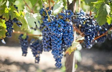 Jet Charter Clusters of ripe, dark purple grapes hang from a vine surrounded by green leaves, reminiscent of Napa Valley's renowned vineyards. The grapes are densely packed, ready for harvest. The background is slightly blurred, keeping the focus on the vibrant, juicy grapes in the foreground. Jetvia